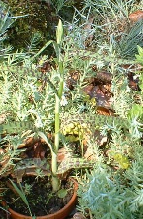  Dactylorhiza fuchsii 